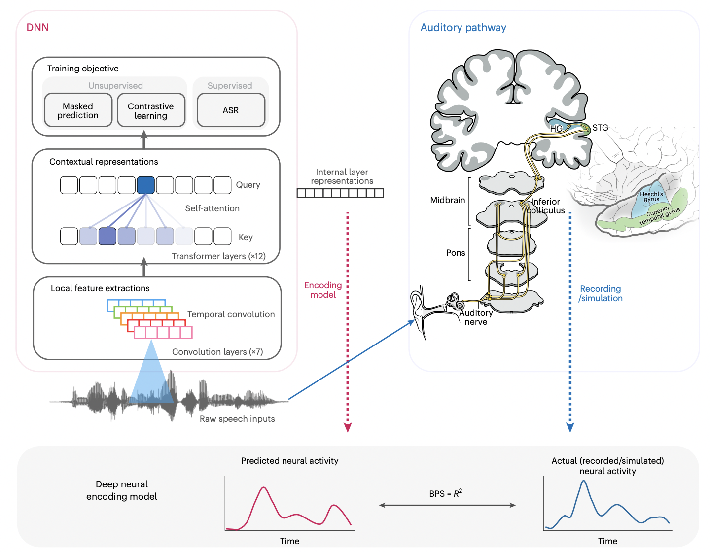 Deciphering Auditory Processing: How Deep Learning Models Mirror Human Speech Recognition in the Brain