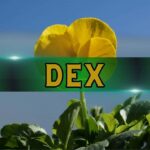 DeFi vs. CEX? CZ Says the Winner Is Clear